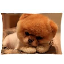 The most ideal options are blankets or feathers. Boo The Dog Pet Dog Custom Pillow Cases Covers Standard Size Pillowcase 20 X30 Twin Sides Buy Online In Faroe Islands At Faroe Desertcart Com Productid 13951654