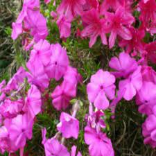Garden Plants Wooden Garden Furniture Ornaments Westside Plants Errol Perthshire