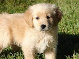 Maybe you would like to learn more about one of these? Pin By Lovely Haunter On My Saves Retriever Puppy Golden Retriever Dogs Golden Retriever