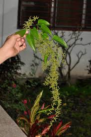 Image result for Dioscorea alata
