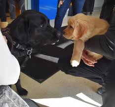 Cedar Hill Welcomes New Seeing Eye Puppy to School Community