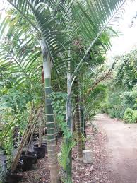 Image result for Dypsis
