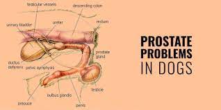 Symptoms of advanced prostate cancer. Prostate Problems In Dogs Hypertrophy Prostatitis Cancer Cysts