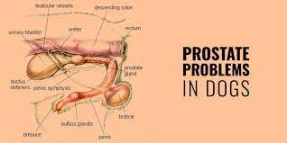 prostate cancer is among the most common cancers in men worldwide, with an estimated 1,600,000 cases and 366,000 deaths annually .in the united states, 11 percent of men are diagnosed with prostate cancer over their lifetime, with the incidence generally rising with age ; Prostate Problems In Dogs Hypertrophy Prostatitis Cancer Cysts