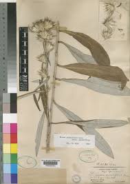 Image result for Macledium plantaginifolium