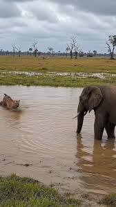 A tiger perched atop an elephant ...