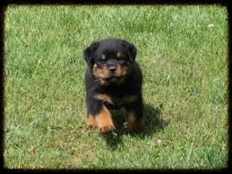 Rottweilers are considered one of the oldest breeds of dogs. Gentrycreekrottweilers