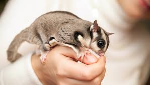 Pocket Pets What Is A Sugar Glider