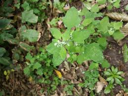 Image result for Chenopodium opulifolium