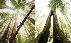 They are about 15 minute drive from redwoods national/state parks on the north side of town. Rv Camping In Redwood National Park Cruise America