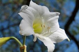 Fiori bianchi da sposa collana dichiarazione. Piante Con Fiori Bianchi
