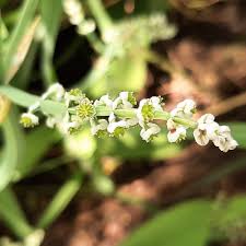 Image result for Burnatia enneandra