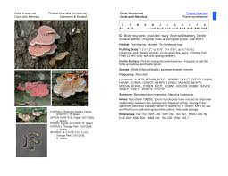 Image result for Merulius incarnatus