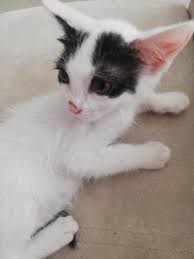 Ucretsiz Kedi Sahiplendirme Ilanlari