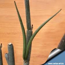 Image result for Ceropegia incana