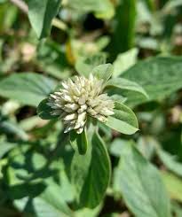 Image result for Gomphrena martiana