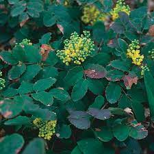Berberine, universally present in rhizomes of mahonia species, has marked antibacterial effects and is used as a bitter tonic. Creeping Mahonia Oregon Grape Mahonia Repens My Garden Life