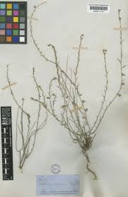 Image result for Thamnosma rhodesica