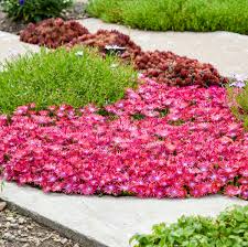 Image result for Delosperma mahonii