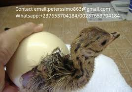 Check spelling or type a new query. Fertilized Ostrich Chicks And Eggs Abbottabad Pakistan Contact Phone Address