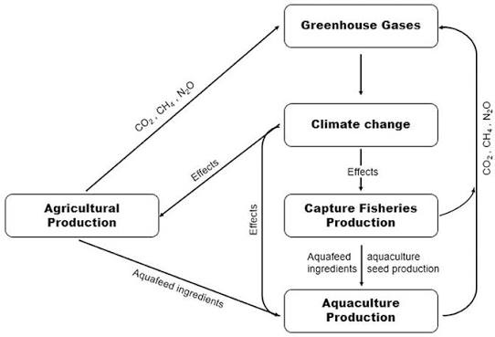 Frontiers | Climate Change Effects on Aquaculture Production: Sustainability Implications, Mitigation, and Adaptations