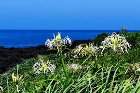 Image result for Crinum subcernuum