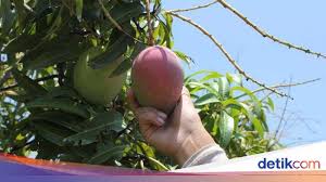 Khong guan adalah perusahaan berskala internasional yang bergerak dibidang industri makanan khususnya produk biskuit dan wafer. Pemilik Kebun Di Australia Tolak Permintaan Kenaikan Gaji Minimum Pemetik Buah