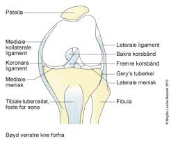Er du en av de som har smerter utside eller framside legg, eller en av de som kronisk løfter stortåen når du går/løper eller gjør styrkeøvelser som knebøy/markløft? Leddbandskade Kne Utsiden Nhi No