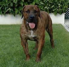 Boerboel African Boerboel Boerboel South African Mastiff