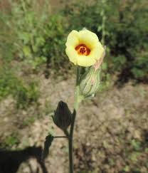 Image result for Hibiscus panduriformis