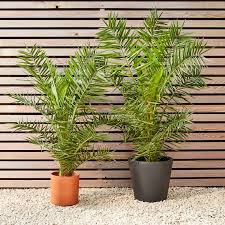 The lava seed can be harvested from a lava plant. Plants For Indoor And Outdoor Delivered In London Patch