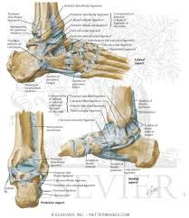 The knee joins the thigh bone (femur) to the shin bone (tibia). Ligaments Of The Ankle And Foot Calcaneus
