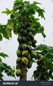 Image result for Vasconcellea pubescens