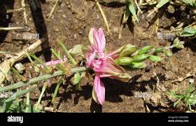 Image result for Indigofera schimperi