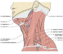 Despite being a relatively small region, it contains a range of important anatomical features. Neck Wikipedia