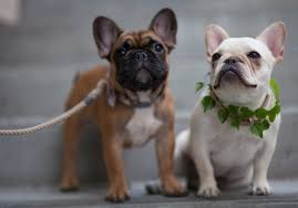 This article looks at the most common types of french bulldogs. What Colors And Patterns Do Frenchies Come In What The Frenchie
