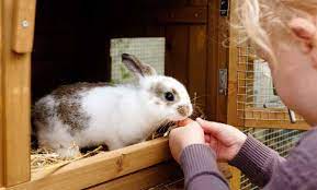 Kaninchen gehören zu den beliebtesten haustieren und gelten als einfach zu halten. Winterfestes Zuhause Fur Meerschweinchen Und Kaninchen Tiierisch De Magazin