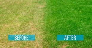 Maybe you would like to learn more about one of these? How To Prevent Grass From Turning Brown