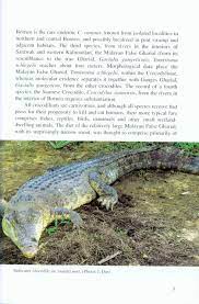 The problem with bujang is that he won't settle for anything less than perfection when it comes to women. Man Eating Crocodiles Of Borneo Nhbs Academic Professional Books