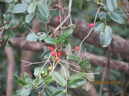 Image result for Drypetes gerrardii