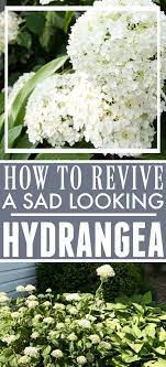 How To Revive Hydrangeas The Creek Line House In 2020 Planting Hydrangeas Hydrangea Care Growing Hydrangeas
