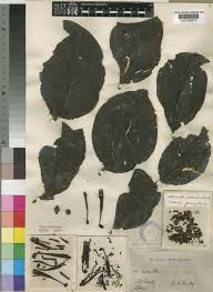 Image result for Tapinanthus