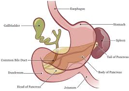Living without a pancreas would be a constant struggle of maintaining the blood glucose levels within an acceptable range. About Your Distal Pancreatectomy Memorial Sloan Kettering Cancer Center