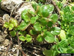 Image result for Boerhavia repens