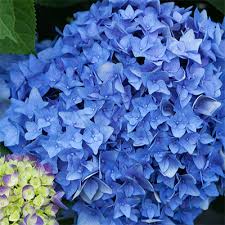 Planting hydrangea let's dance rhythmic blue from proven winners. Plant Encyclopedia Phoenix Perennials And Specialty Plants