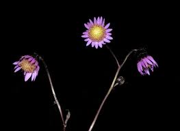 Image result for Senecio cryphiactis