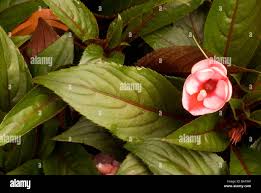 Image result for Balsaminaceae