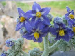 Image result for Solanum mauritianum