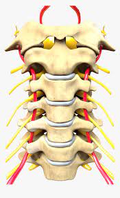 Dans certains cas un électromyogramme met. Cervical Spine Computer Generated Image Vertebras Cervicales Png Transparent Png Transparent Png Image Pngitem