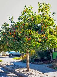 Huge collection, amazing choice, 100+ million high quality, affordable rf and diospyros kaki. Hachiya Japanese Persimmon Trees For Sale The Tree Center